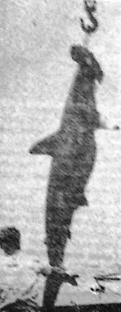 Северная Атлантика.  Акула-молот попала в  трал -  БМРТ-489 16 11 1969