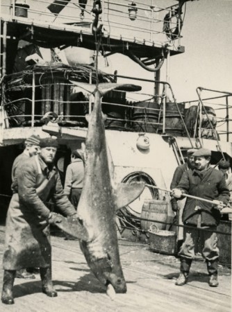 500 кг сельденая акула на палубе БМРТ Эвальд Тамлаан