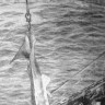 Такой улов — акулу — подняли на борт рыбаки -  БМРТ-350 Эвальд Таммлаан 22  08 1974