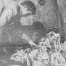 Тищенко Николай матрос  1-го класса направляет рыбу в бункер - БМРТ-555 ФЕОДОР ОКК  05 04 1973
