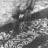 Хорошая рыба принята на борт – 08 04 1967 фото матроса Т. Васильева