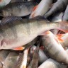 улов окуней - на озерах Эстонии окушки мелкие и песари были сорной рыбой